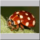 Calvia quatuordecimguttata - Vierzehntropfiger Marienkaefer 05.jpg